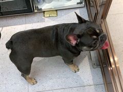 -FAELING PETS美天灵宠物(富力广场店)