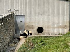 -卧龙中华大熊猫苑神树坪基地