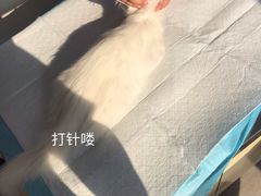 -喜多萌中农锦绣动物医院24H·猫科·牙科MRI·CT