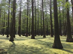 -渌洋湖湿地公园