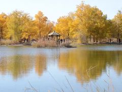 -金塔沙漠胡杨林景区