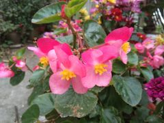 -火炉山森林公园