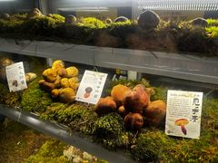 -滇野云南野生菌餐厅(陕西南路店)