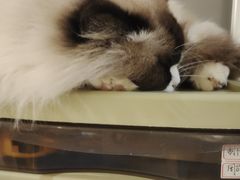 -平行世界·猫咖(首经贸店)