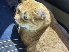 -宠福鑫康馨动物医院·骨科·眼科