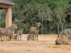 -杭州野生动物世界