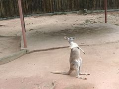 -深圳野生动物园