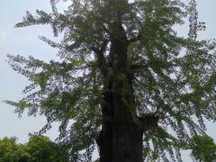 -炎帝陵景区
