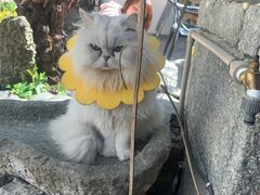 -喵屿·大理花园猫咖