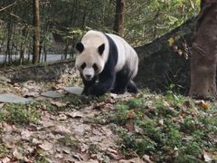 -都江堰中华大熊猫苑