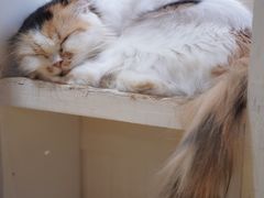 -猫小院猫主题餐厅(南锣旗舰店)