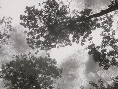 -缙云山景区