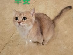 -猫大福·Fortune Cat猫舍(百子湾店)