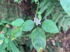 -铁山坪森林公园