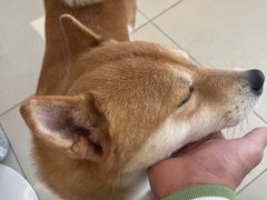 -怪兽屋·羊驼·猫咖·狗咖(俊华广场店)