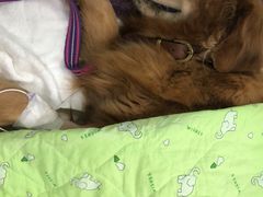 -达爱动物医院·犬猫分区·CT·复杂眼科(远洋山水分院)