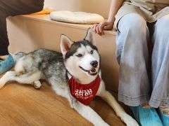 -Husky Go! 哈士奇体验馆·宠物咖啡厅狗咖