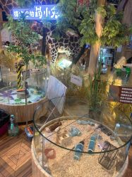 -卡通尼·Safari非洲探索乐园·生日会(金桥国际商业广场店)