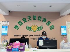 -天使宠物医院·犬猫分诊(彩虹店)