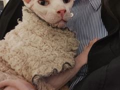 -猫小院猫主题餐厅(南锣旗舰店)