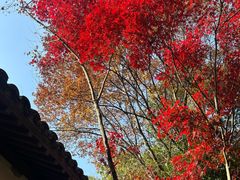 -杭州半山国家森林公园