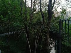 -重庆彩云湖湿地公园