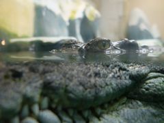 -青藏高原野生动物园