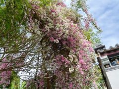 -深圳国际园林花卉博览园