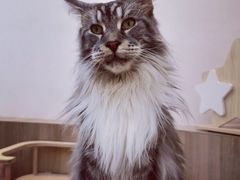 -瞄一喵猫咖(格力海岸店)