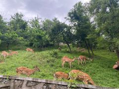 -大连森林动物园