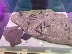 -吉林省自然博物馆