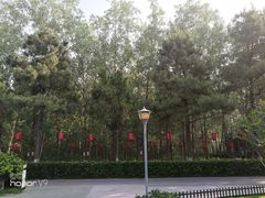 -合肥滨湖国家森林公园