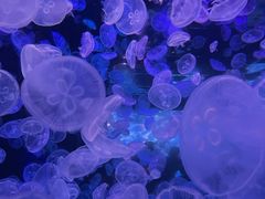 -江和美海洋公园