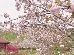 -绵阳盛世樱花悠乐谷