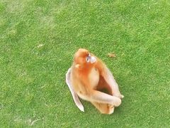 -西霞口神雕山野生动物世界