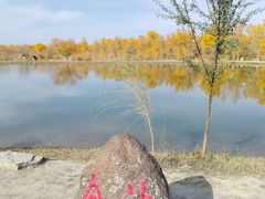 -金塔沙漠胡杨林景区
