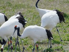 -盐城丹顶鹤湿地生态旅游区