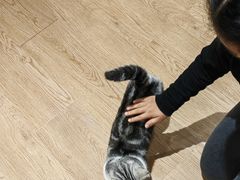 -1013 PET SHOP精品宠物商店(丁香店)