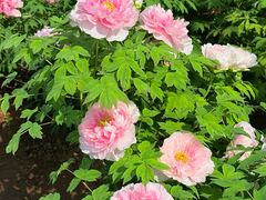 -洛阳市隋唐城遗址植物园