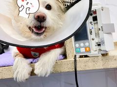 -伟伟宠物医院·CT影像中心·瑞派犬猫综合性门诊(汉口总院)