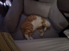 -佑安动物医院·全科·内窥镜中心(幸福巷店)