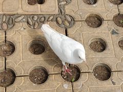 -泉城广场