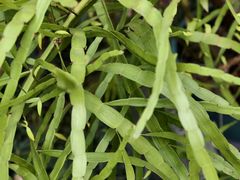 -广州神农草堂中医药博物馆