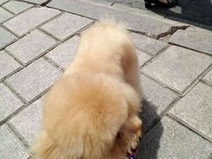 -瑞派宠物医院·24小时骨科·心脏·核磁(哈尔滨南岗店)