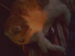 -Sirena海妖日咖夜酒