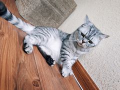 -猫友咖啡店(玉林西路店)