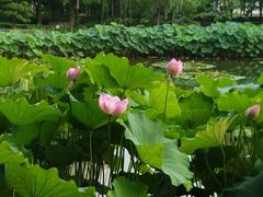 -陈家山荷花公园