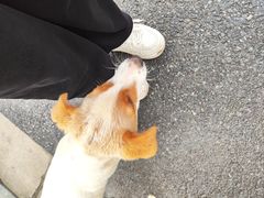 -狮麟驾校