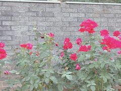 -清湖文化公园