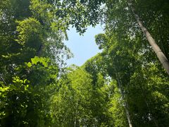 -上海佘山国家森林公园天马山园